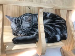 -猫和宫(六道口店)
