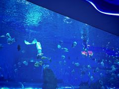 -石家庄极地海洋世界