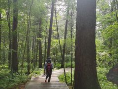 -五营红松林海景区