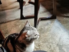 -咖法森林·咖啡  酒吧(天河店)