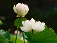 -陈家山荷花公园