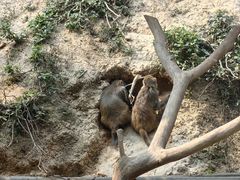 -西双版纳原始森林公园