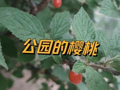-大望京公园