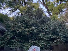 -青岛崂山太清宫