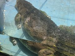 -广州长隆飞鸟乐园