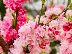 -北京十三陵国家森林公园蟒山景区