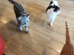-Cappucimeow猫咪咖啡馆(韦伯时代店)