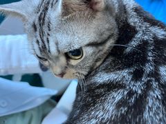 -猫大福·Fortune Cat猫舍(百子湾店)
