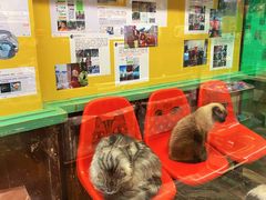 -猫咪博物馆(顶澳仔猫街店)