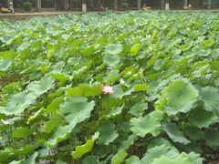 -四川大学(华西校区)