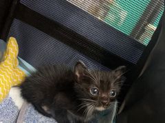 -博特宠物医院24h犬猫全科.骨科·异宠