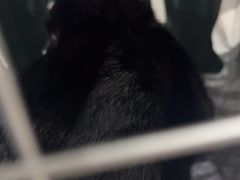 -艾贝尔宠物医院·24H转诊中心·肿瘤猫专科(江宁双龙店)