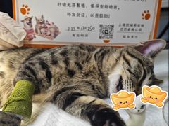 -凯瑞希宠物医院·狂犬免疫·微创·皮肤科