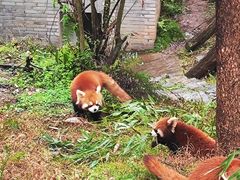 -都江堰中华大熊猫苑