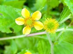 -东天目山风景区