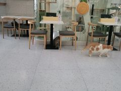 -喵园·猫主题咖啡厅·撸猫·猫咖(国贸店)