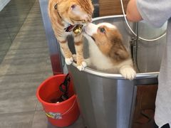 -PETKIT小佩宠物(古北店)