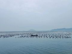 -枸杞岛