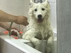 -酷狗靓猫宠物·洗护·美容·寄养(航北路店)