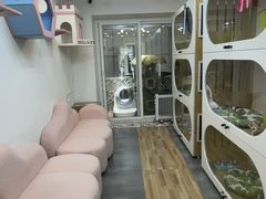 -青奢宠物·青奢猫舍