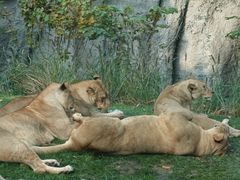 -北京野生动物园