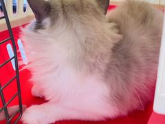 -瑞派康怡24h宠物医院·犬猫医疗中心·微创绝育(瑞景分院)