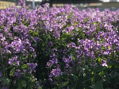 -幕燕滨江·长江观音景区