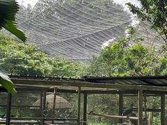 -新加坡飞禽公园