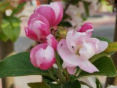 -海棠花溪(元大都城垣遗址公园)