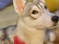 -Husky Go! 哈士奇体验馆·宠物咖啡厅狗咖