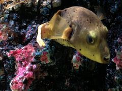 -暹罗海洋世界