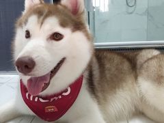 -Husky Go! 哈士奇体验馆·宠物咖啡厅狗咖