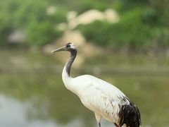 -盐城丹顶鹤湿地生态旅游区