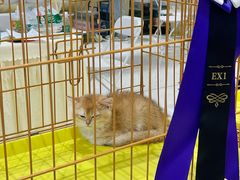 -帕帕拉兹宠物(亚洲旗舰店)