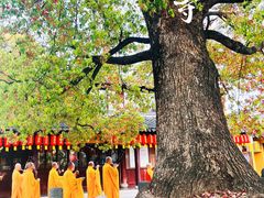 -龙华寺