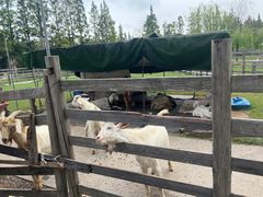 -前小桔亲子创意农场·草莓采摘·露营烧烤