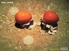 -亚龙湾中心广场·贝壳馆