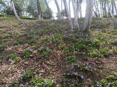 -长白岛森林公园