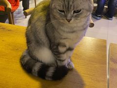 -平行世界·猫咖(首经贸店)