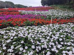 -松山湖梦幻百花洲