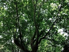 -沈妈砂锅(光华村店)