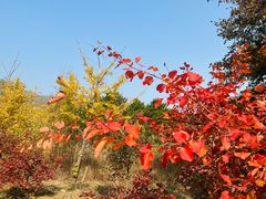 -北京西山国家森林公园