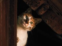 -龙华寺