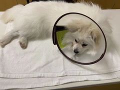-宠颐生宠物医院·心肾内科·猫专科诊疗中心宠巢店