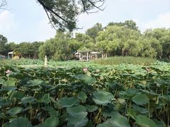 -北陵公园