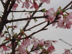 樱花-天适樱花悠乐园