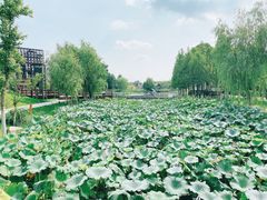 -东台西溪天仙缘景区