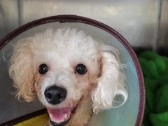 -艾贝尔宠物诊疗