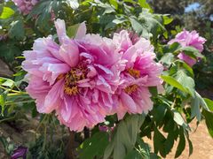 -北京西山国家森林公园