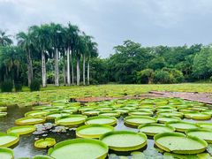 -中国科学院西双版纳热带植物园